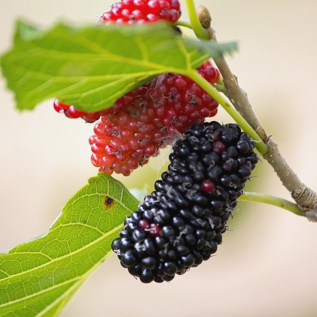 natürlicher dünger für den garten Natürlicher Pflanzen Dünger: PflanzenWunder & BodenWunder für Wachstum –  deNatura main image 0