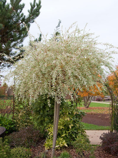 Salix integra Hakuro Nishiki, Japanische Weide