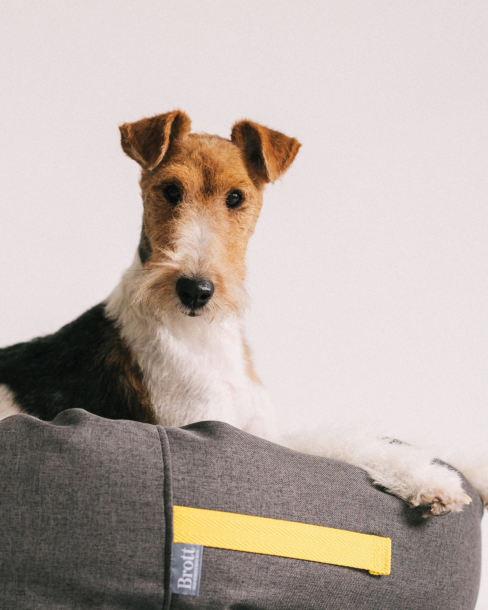 Sleepy Fox Cueva Perro Mediano ᐅ Cama Redonda Gris Oscuro Cama