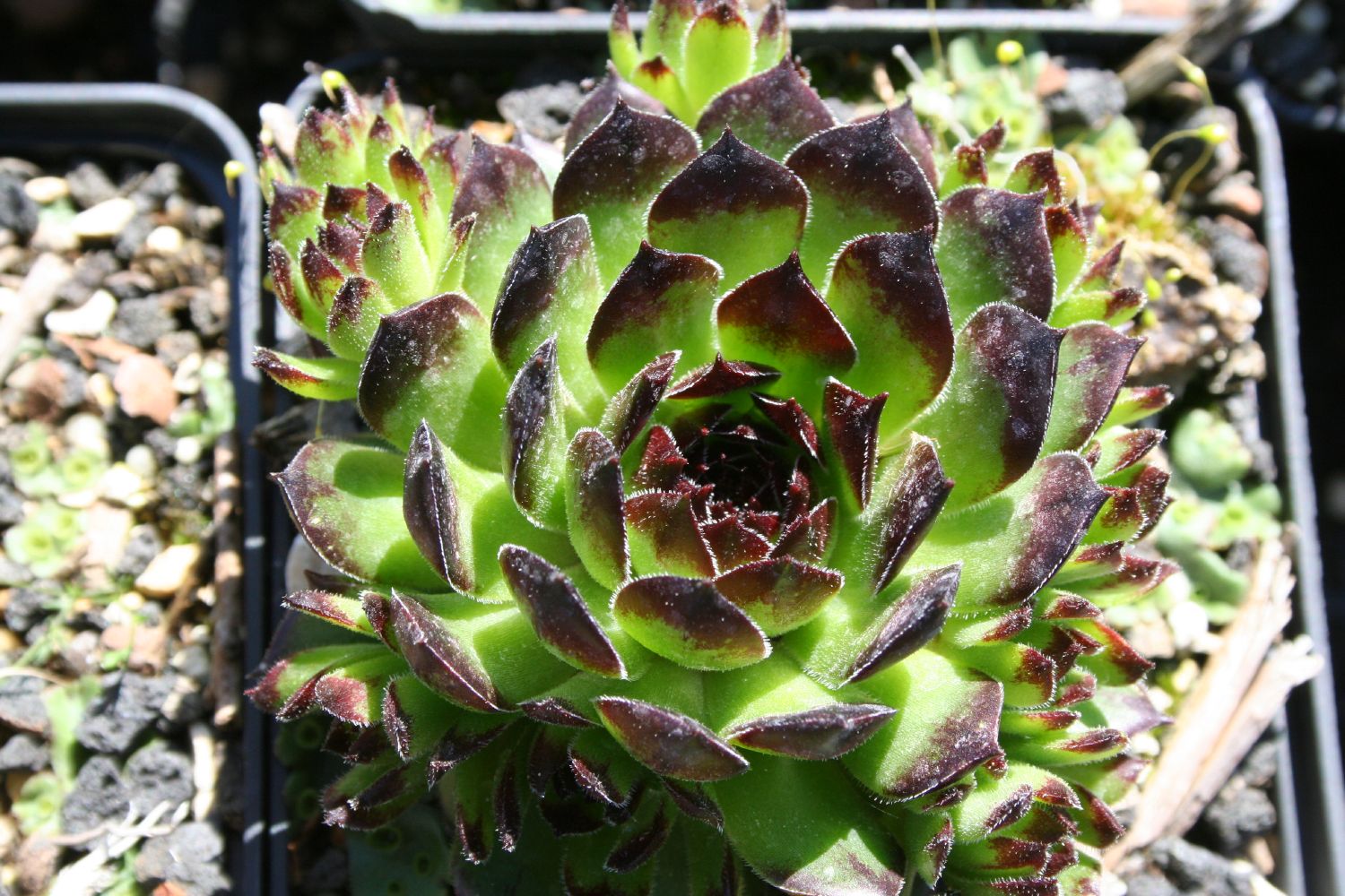 orbea variegata kaufen Stapelien (Stapelia variegata) main image 1