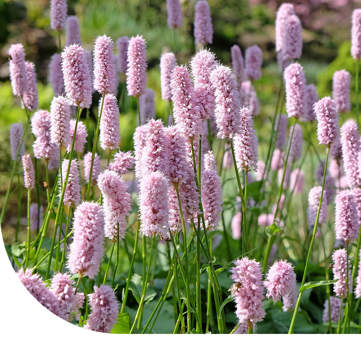 Schlangen-Knterich - Bistorta officinalis  Mulder Retail B.V.