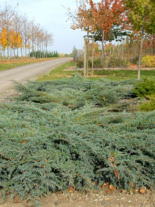 Juniperus squamata 'Blue Carpet'