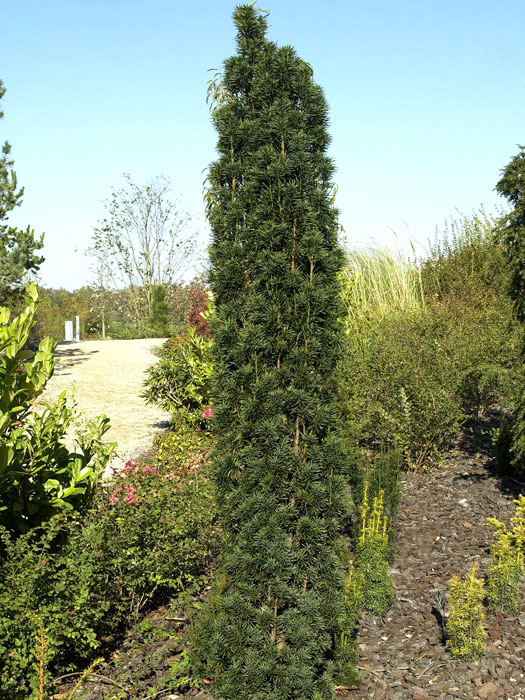 Taxus baccata 'Fastigiata Robusta'