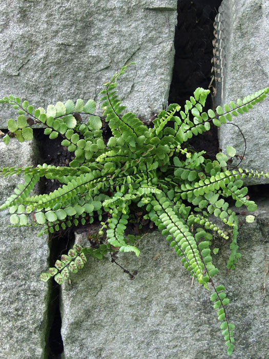 farn nephrolepis Nephrolepis cordifolia – Heron's Head Nursery main image 0