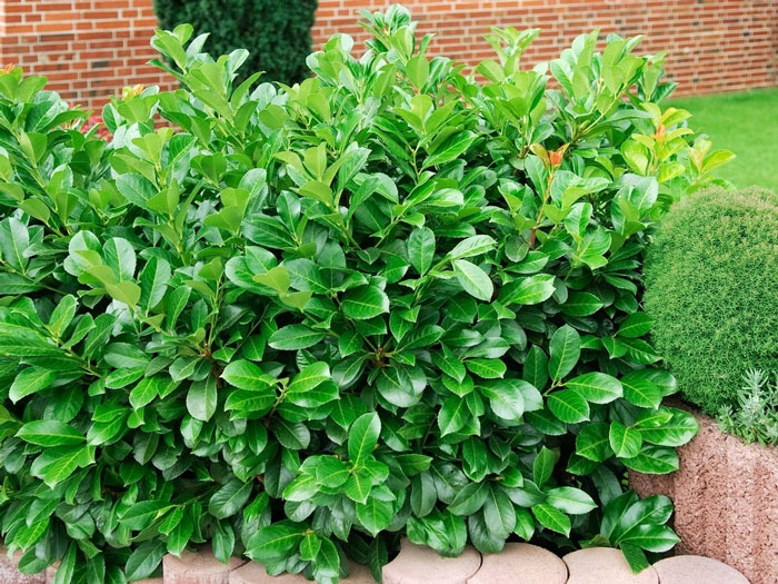 philodendron caramel variegata Philodendron Caramel Marble, rare Philodendron, exclusive houseplant, variegated  Philodendron, tropical plant, high-end indoor plant, collector's item, Casa  Botanica – Casa Botanica main image 1