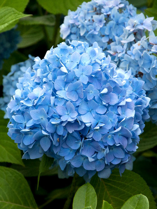 Bauernhortensie Endless Summer Blue