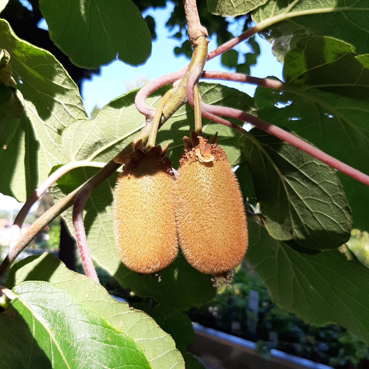 Jenny Kiwi Actinidia chinensis - Grner Garten Shop