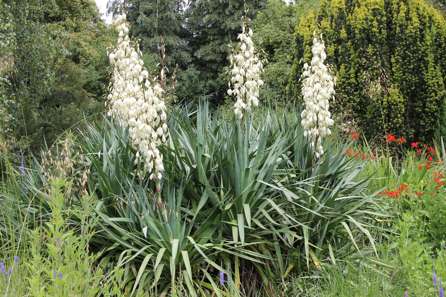 Yucca filamentosa (Palmlilie)  Grfin von Zeppelin