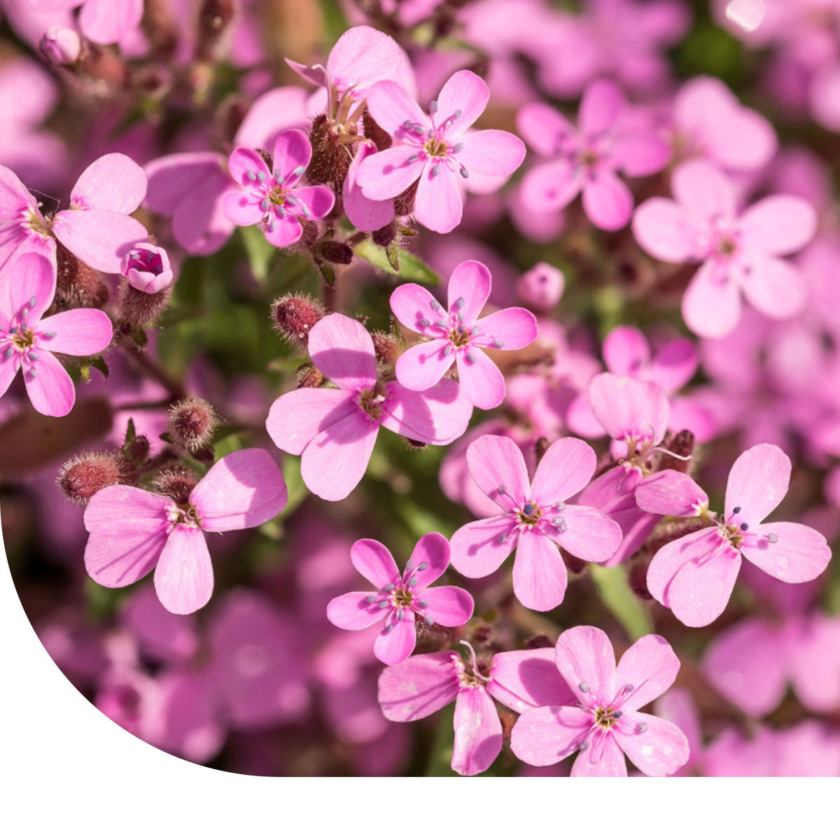 Muurzeepkruid - Saponaria ocymoides | Mooie bodembedekker – Mulder