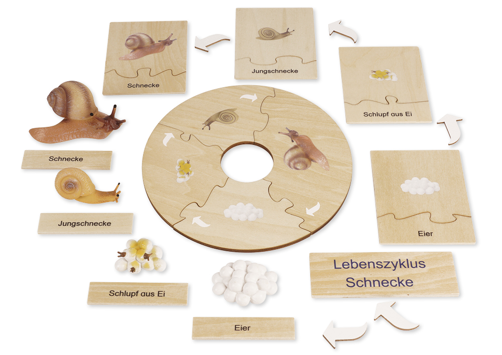 Zalati Hahn-Wachstumszyklus Spielzeug – 4-teiliges Set (Ei, Küken, Hahn), Biologisches Lernmodell Für Kinder