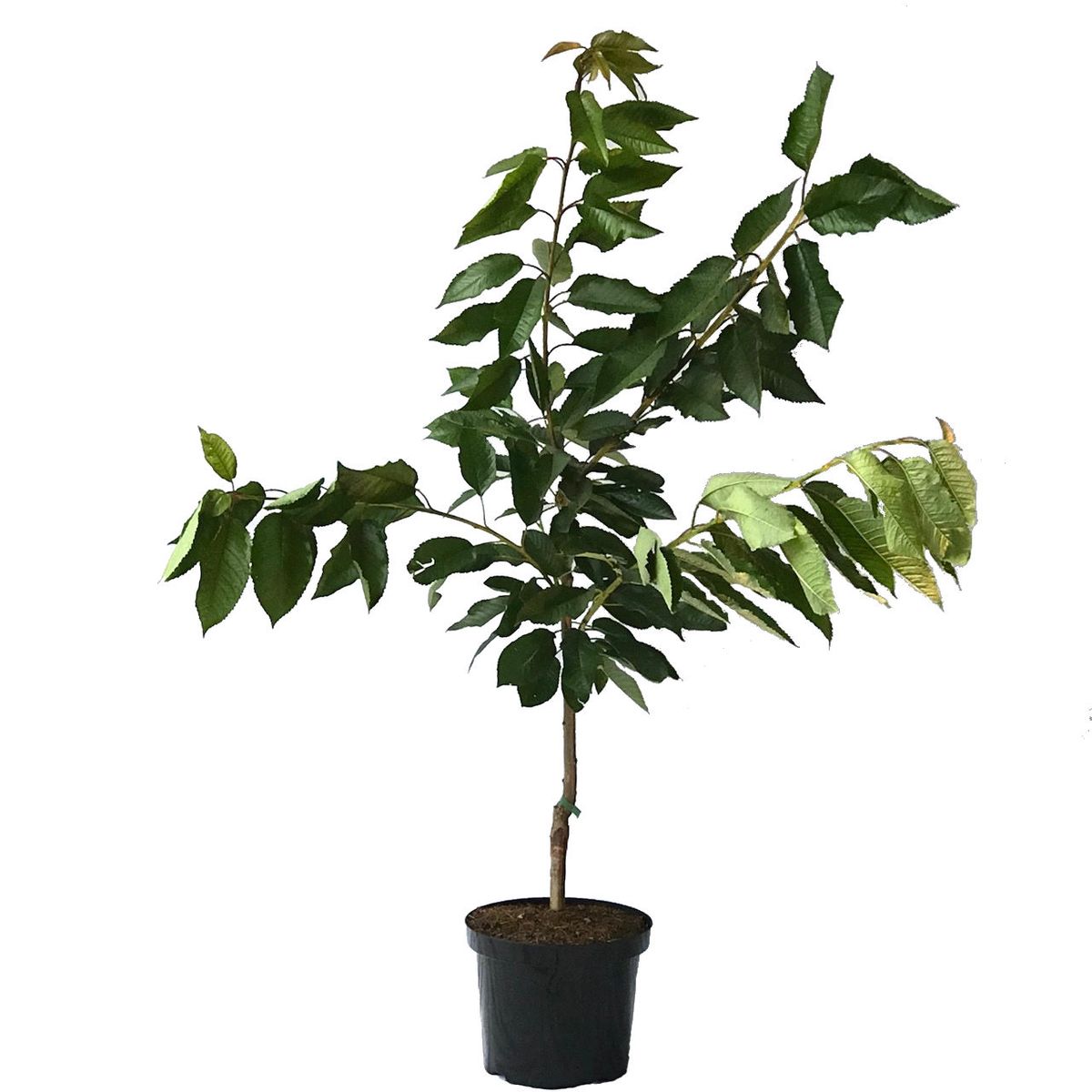 ficus alii variegata 100