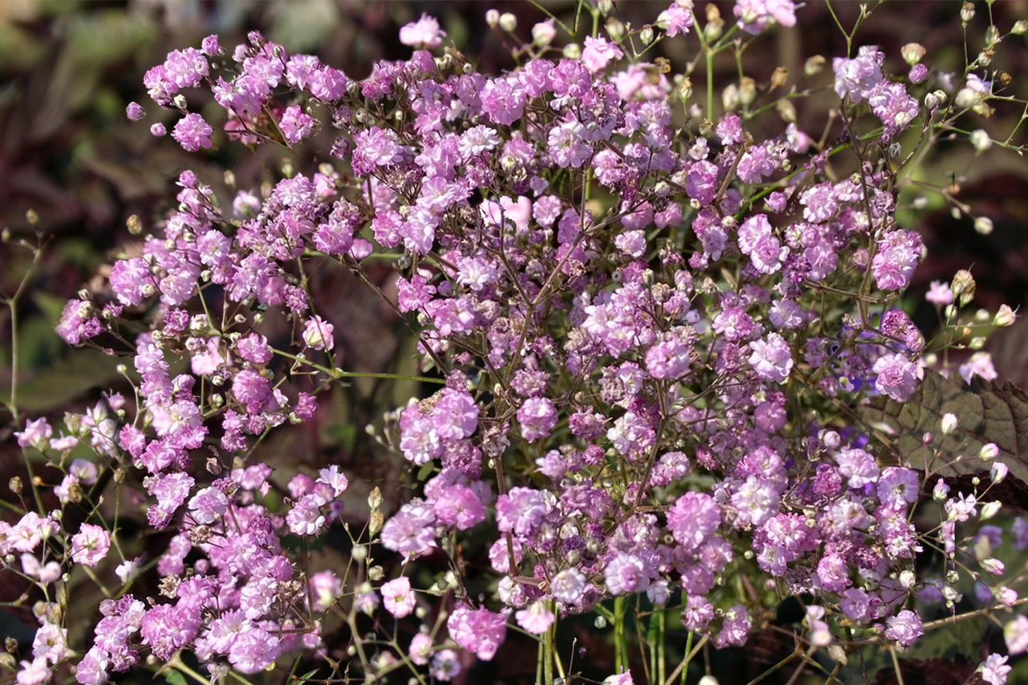 Gypsophila paniculata 'Flamingo' (Gefülltes Schleierkraut) – Gräfin von Zeppelin