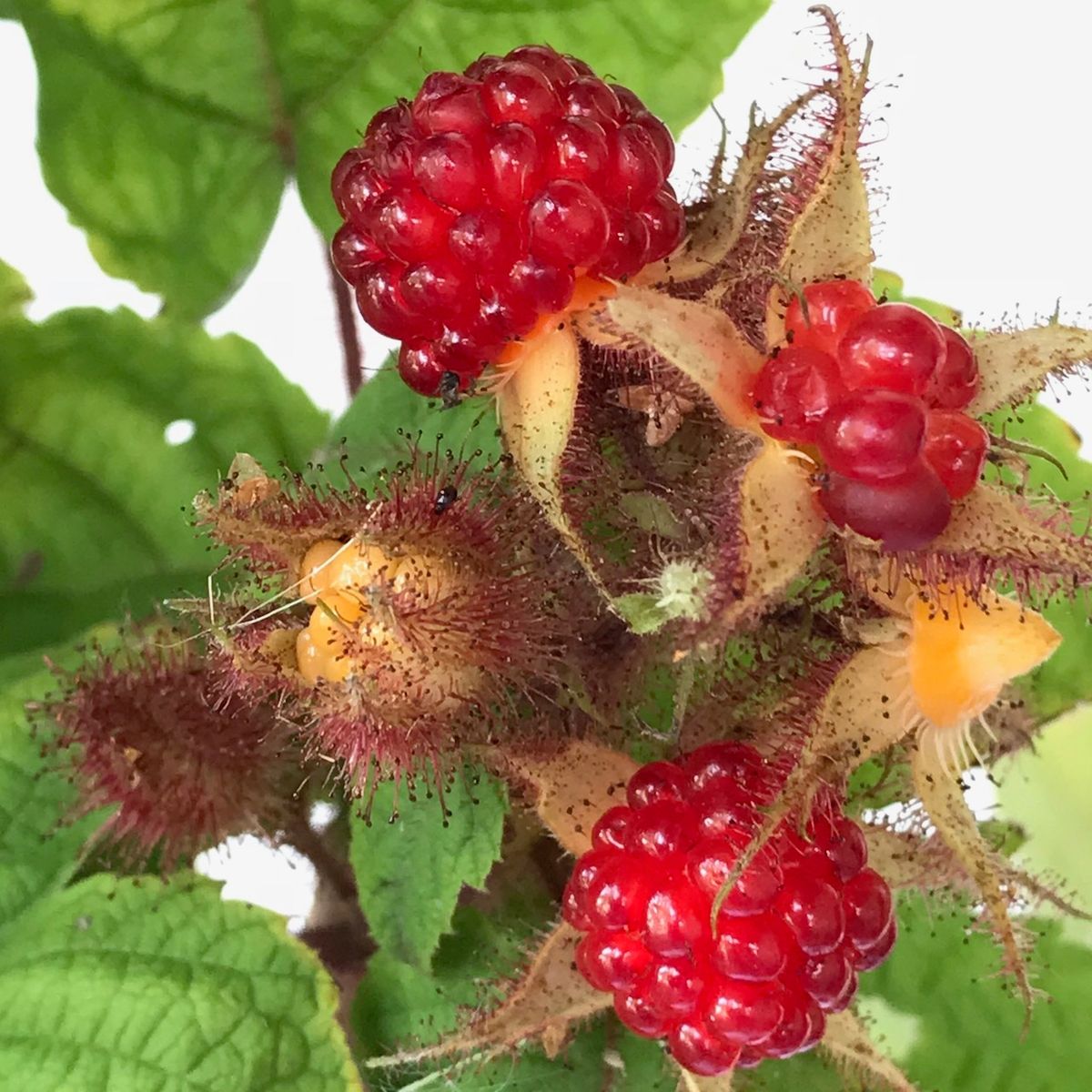 Japanische Weinbeere - Rubus phoeniculasius