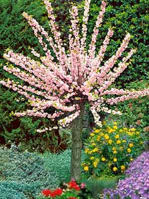 Prunus triloba, Mandelbumchen Zierstmmchen