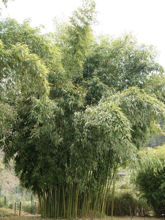 Phyllostachys viridiglaucescens