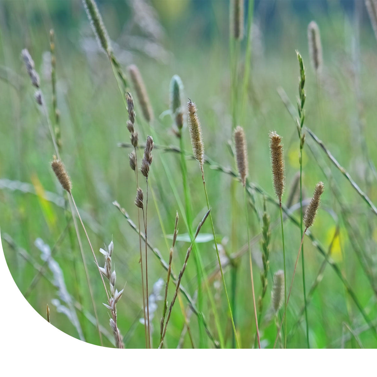 Wiesenlischgras - Phleum pratense | MRS Seeds  Mulder Retail B.V.