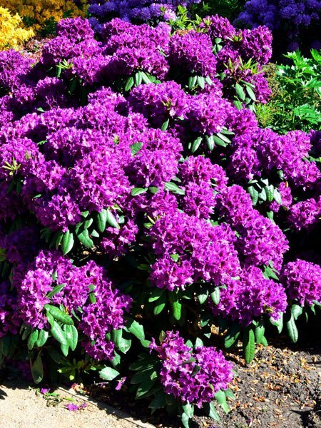 Rhododendron Azurro