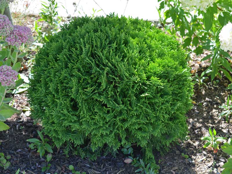 thuja gelbe blätter Gelber Zwerg-Lebensbaum kaufen | Thuja orientalis 'Aurea Nana' main image 0