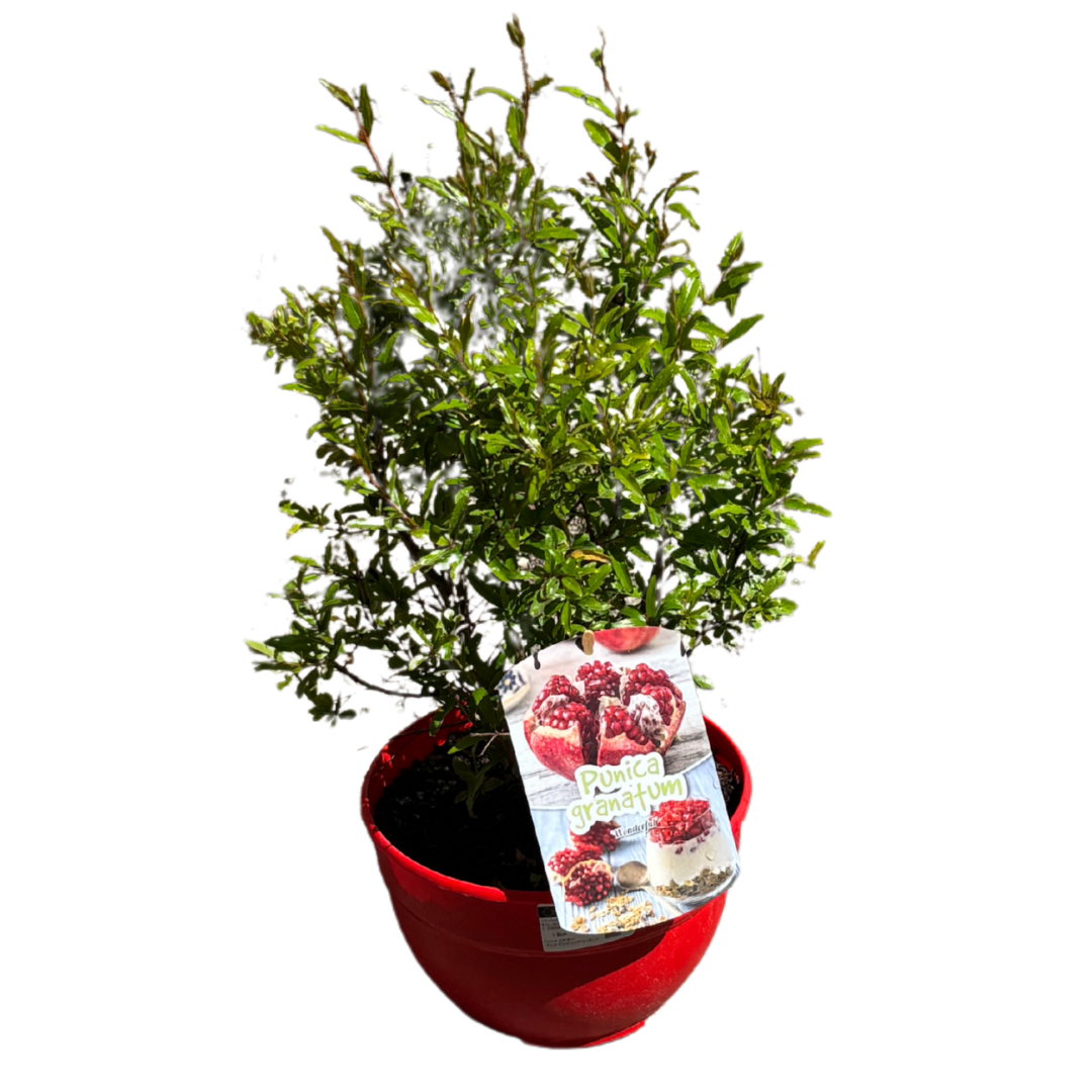ficus lyrata zimmerpflanze Ficus lyrata 'Variegata'