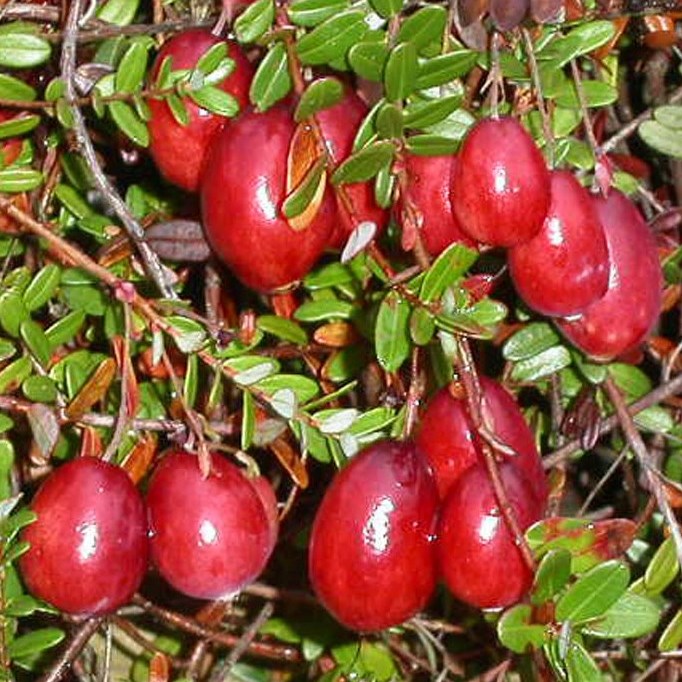 Cranberry Moosbeere 'Stevens' sehr krftige gesunde Pflanze im 3 Liter Topf