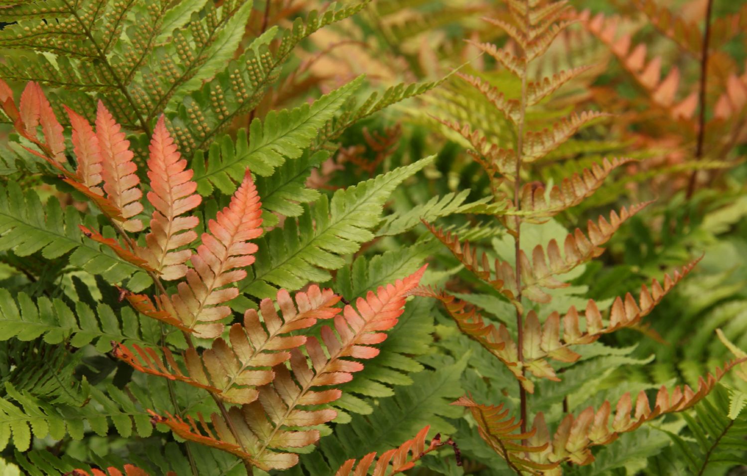 Dryopteris erythrosora (Rotschleierfarn)  Grfin von Zeppelin