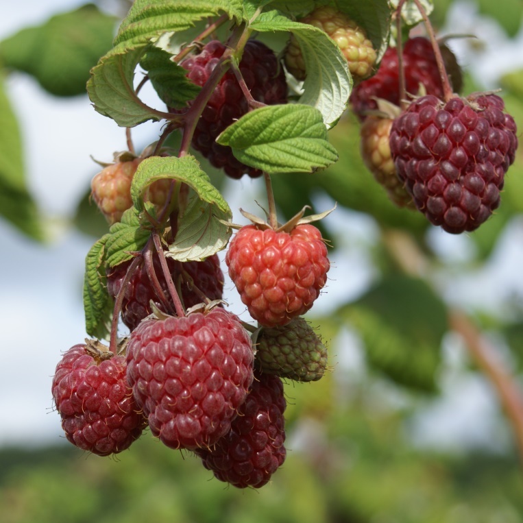 was fr dnger fr hortensien Purgrn Hortensie-Annabell-Dnger 1 Liter