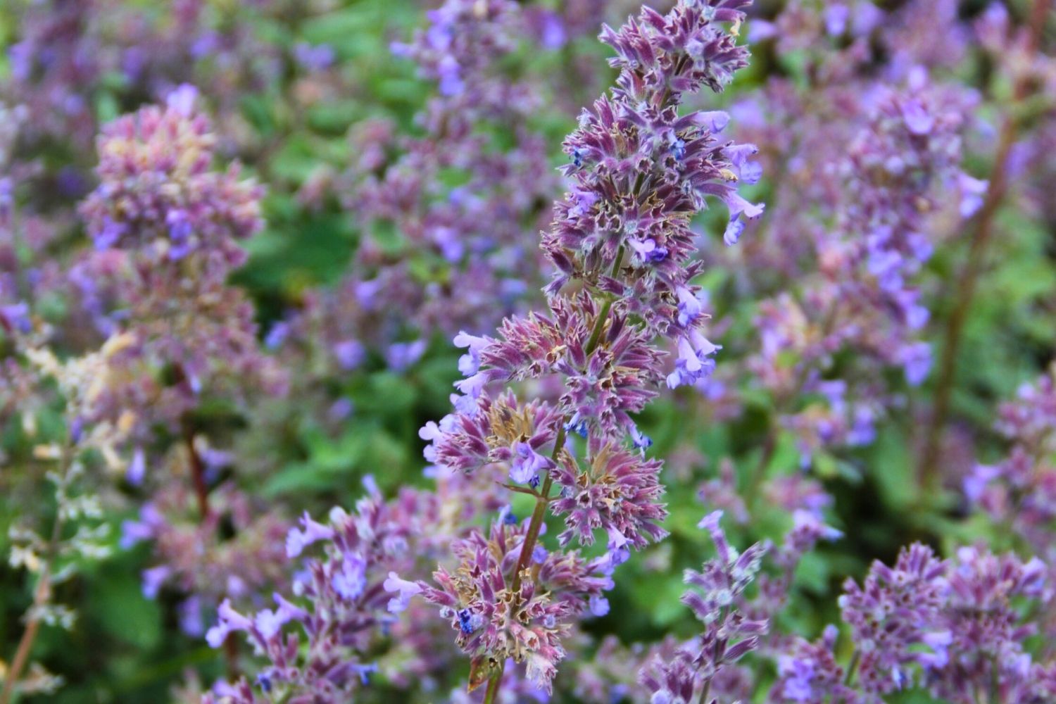Nepeta grandiflora 'Summer Magic' (Grobltige Garten-Katzenminze)  Grfin  von Zeppelin