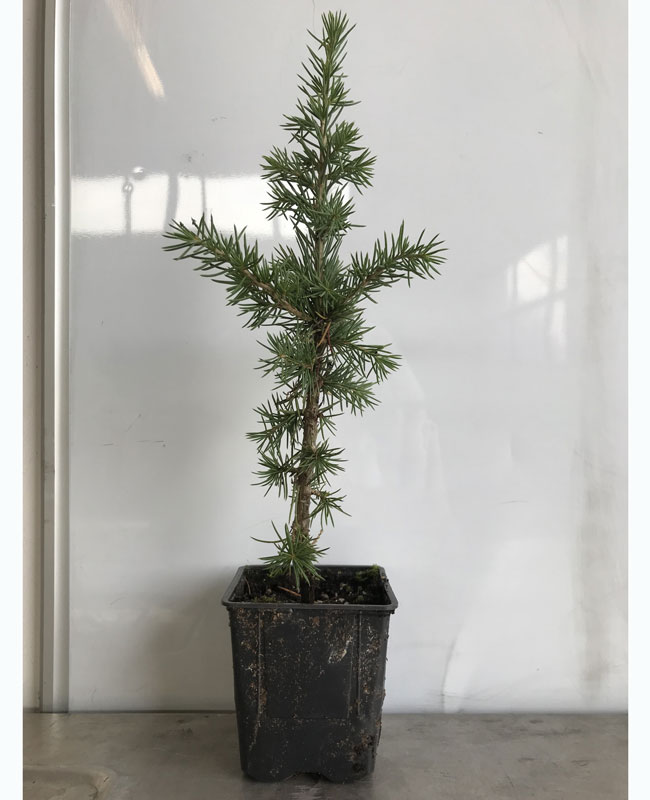 Atlas-Zeder, Cedrus atlantica kaufen