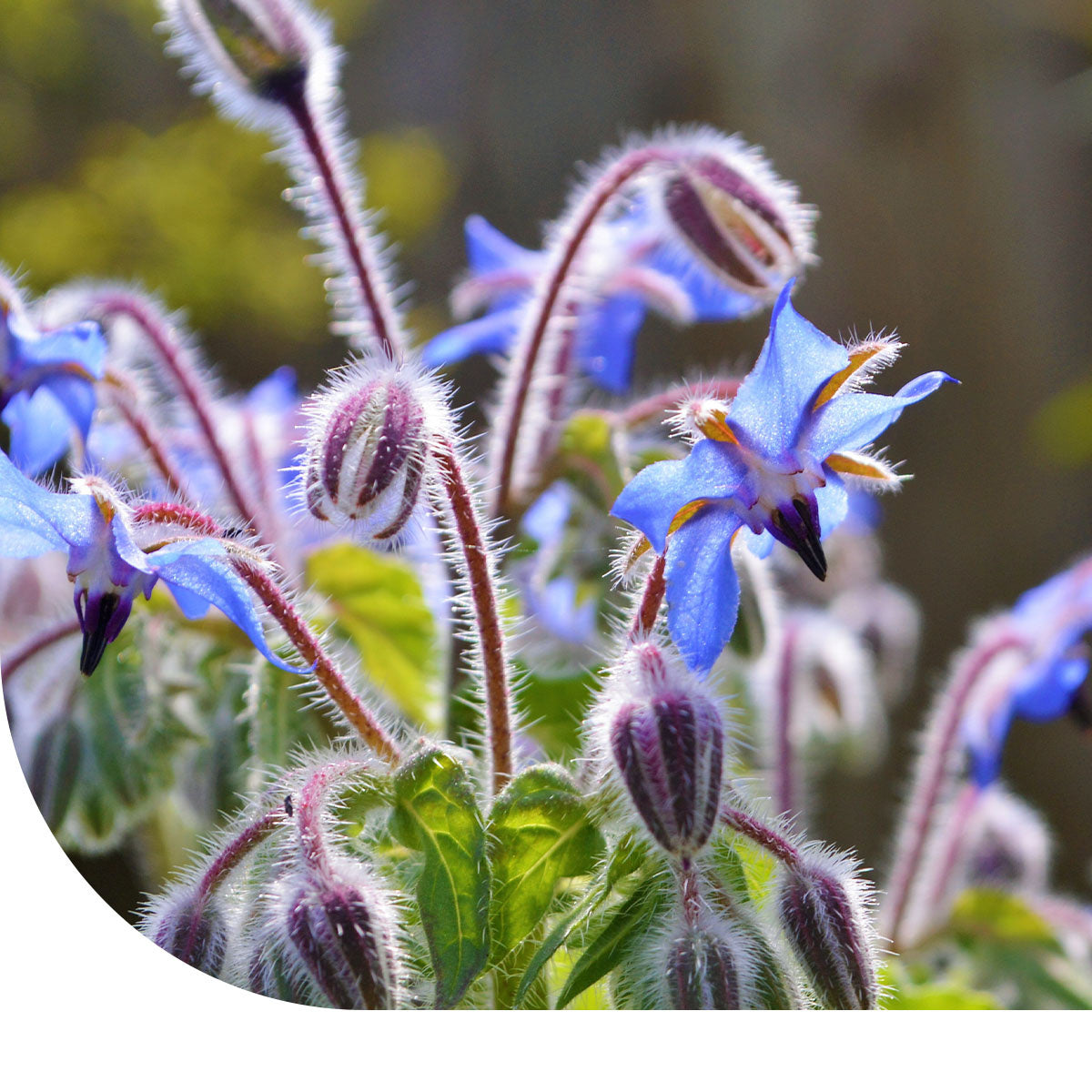 gemüse saatgut kalender Adventskalender für Gartenfreunde main image 1
