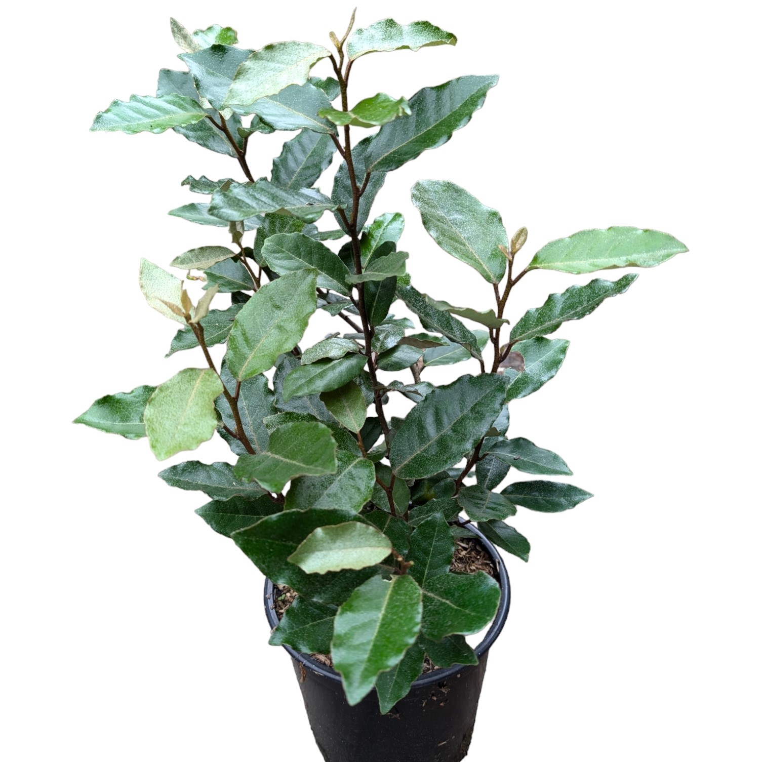 planting liriope Variegated Liriope main image 1